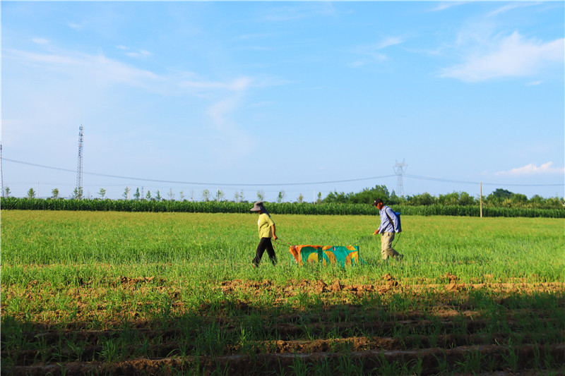 南陽市新野縣：搶抓時機 恢復生産_fororder_上莊鄉鄧莊村村民在鋼蔥地裏進行打藥除草作業.JPG