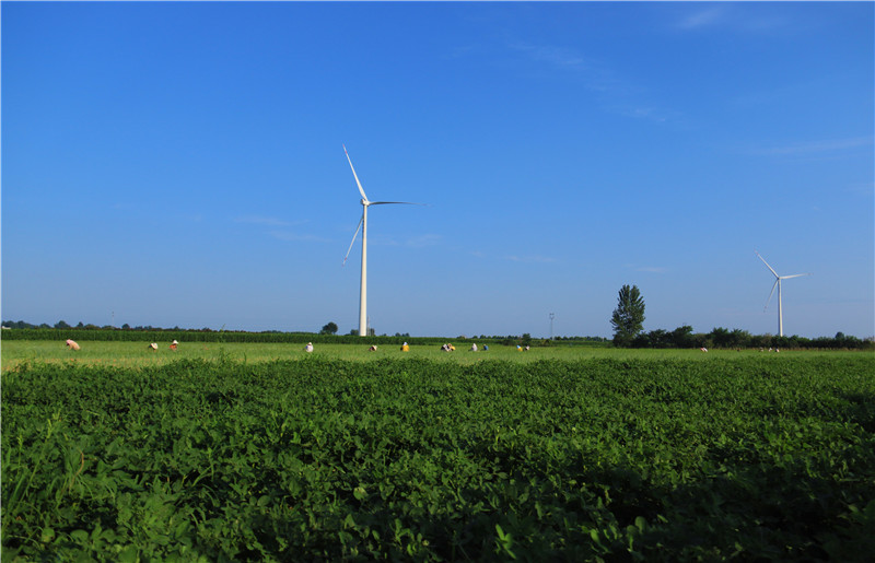 南陽市新野縣：搶抓時機 恢復生産_fororder_上莊鄉鄧莊村村民補種鋼蔥.JPG