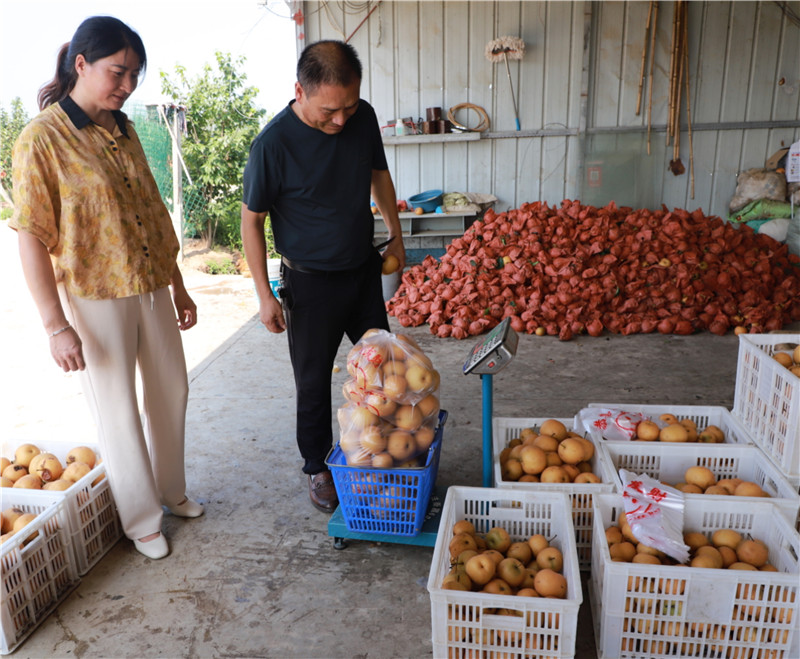 信陽市商城縣：荒坡上墾出“甜日子”_fororder_一大早就有顧客來買梨 李新春 攝