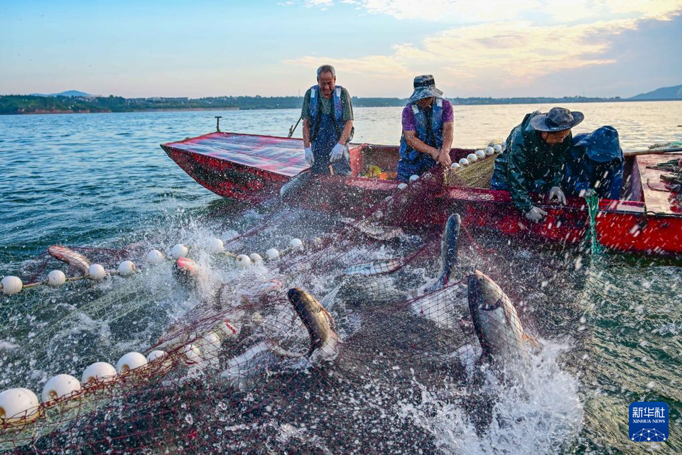 河南洛陽：魚躍人歡夏捕忙