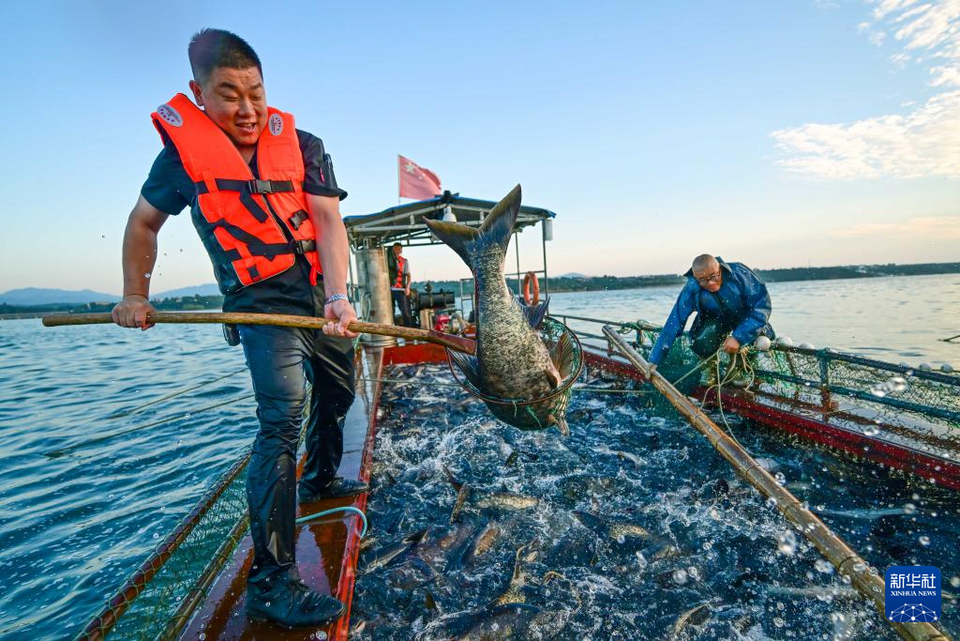 河南洛陽：魚躍人歡夏捕忙