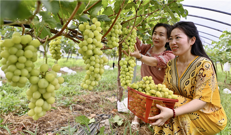 信陽新縣：小葡萄“串起”致富路_fororder_葡萄豐收，收穫滿滿（焦漢平 攝）