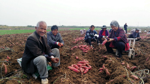 【河南供稿】南陽市鎮平縣晁陂鎮：産業“責任田”引領鄉村振興