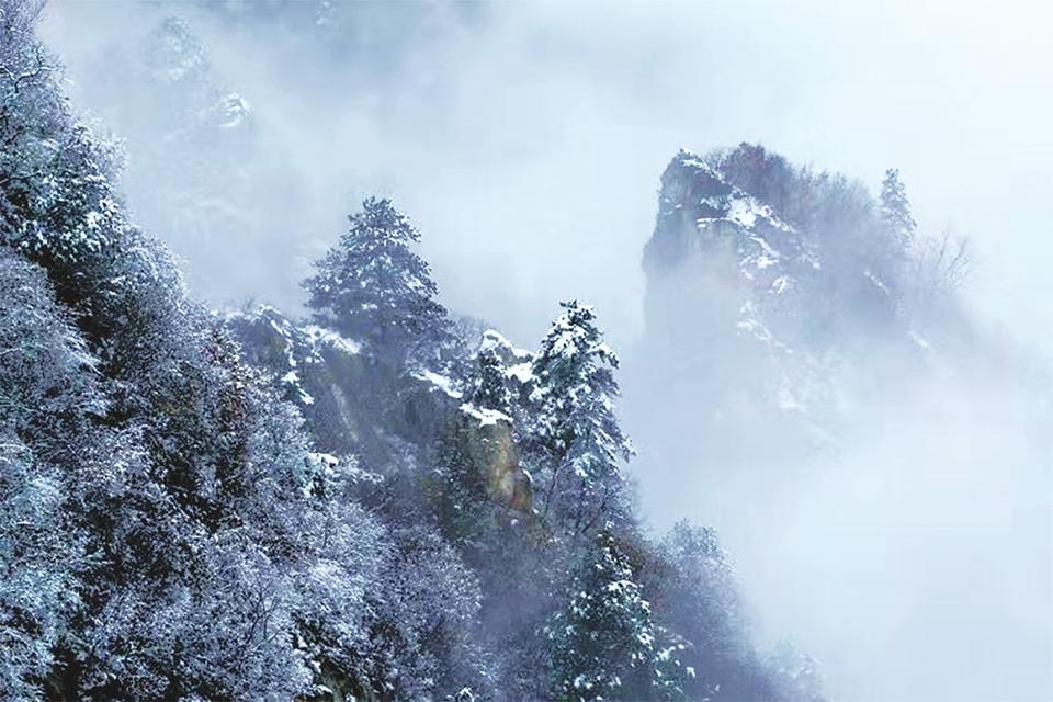 皚皚枝上雪