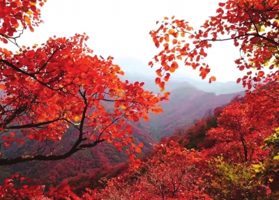 金秋紅葉遊引爆鞏義旅遊市場