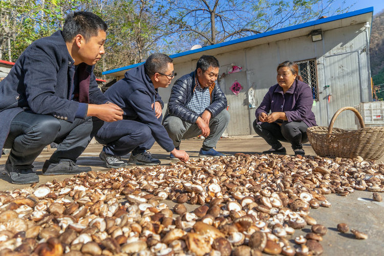 【河南供稿】平頂山市魯山縣：聚力産業發展 實現鄉村蝶變