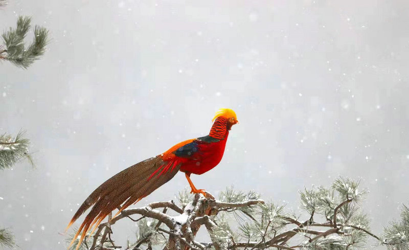 【河南供稿】三門峽：“火鳳凰”雪中舞翩躚