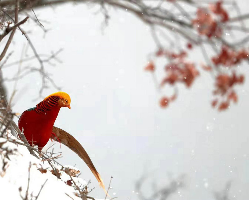 【河南供稿】三門峽：“火鳳凰”雪中舞翩躚