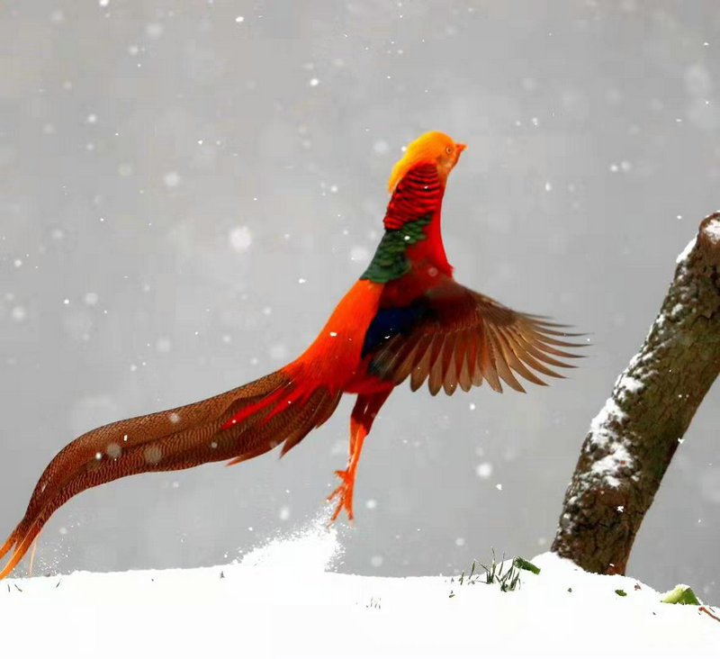 【河南供稿】三門峽：“火鳳凰”雪中舞翩躚