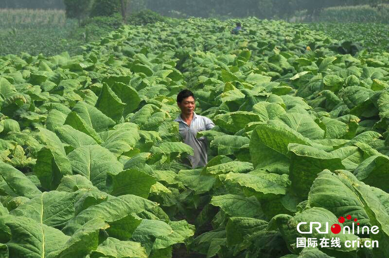 【河南供稿】河南郟縣大力推進産業扶貧 繪製出一個又一個致富夢