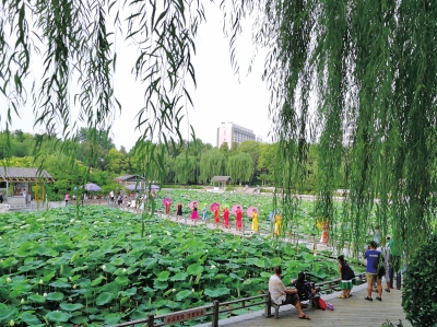 【熱點線路-文字列表】鄭州紫荊山公園荷花展6月20開展 展期10天