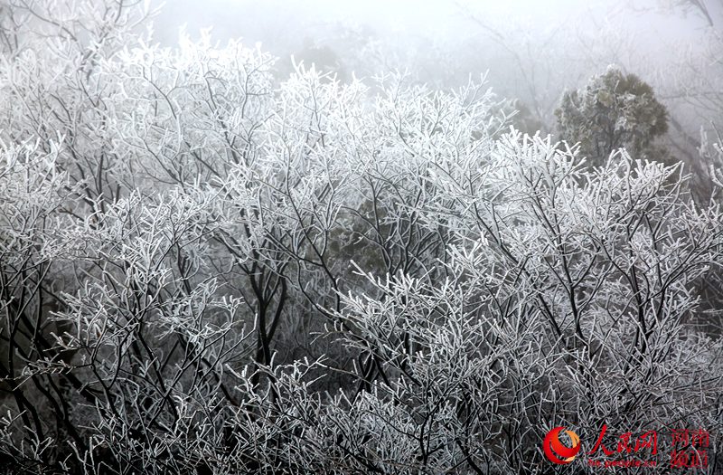 【焦點圖-大圖】【移動端-輪播圖】美！焦作雲臺山現霧凇奇景