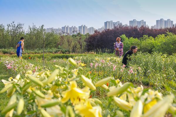 【焦點圖-大圖】【圖説2】【 移動端-焦點圖】鄭州植物園5000株百合正在盛開 花期短暫莫錯過