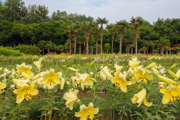 【焦點圖-大圖】【圖説2】【 移動端-焦點圖】鄭州植物園5000株百合正在盛開 花期短暫莫錯過