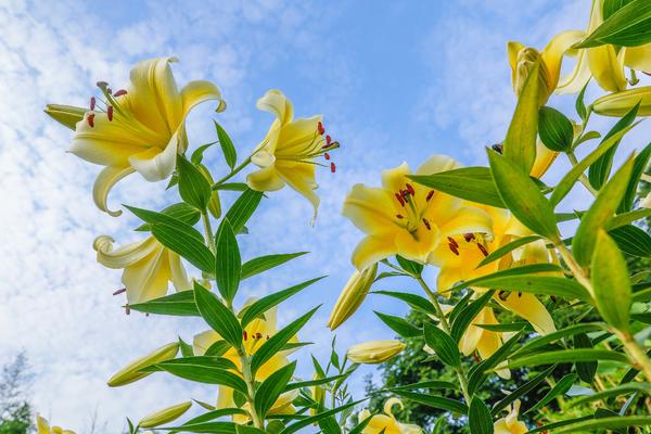 【焦點圖-大圖】【圖説2】【 移動端-焦點圖】鄭州植物園5000株百合正在盛開 花期短暫莫錯過