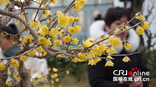 【河南原創】梅香飄四海 第九屆中國·鄢陵蠟梅梅花文化節開幕