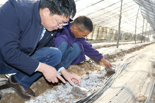 【河南供稿】平頂山市郟縣堂街鎮：羊肚菌撐起脫貧“傘”