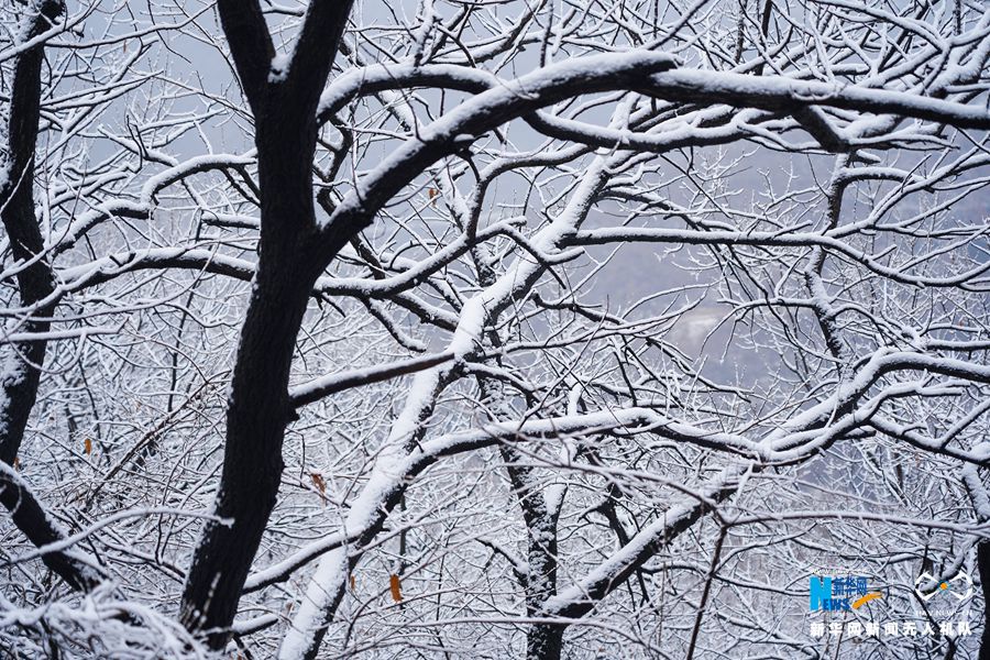 【城市遠洋】【焦點圖-大圖】【移動端-輪播圖】鄭州首雪 伏羲山仿佛“白色森林”