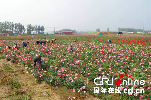 【河南在線-文字列表】平頂山張店鄉：“小花木”成為脫貧增收“大産業”