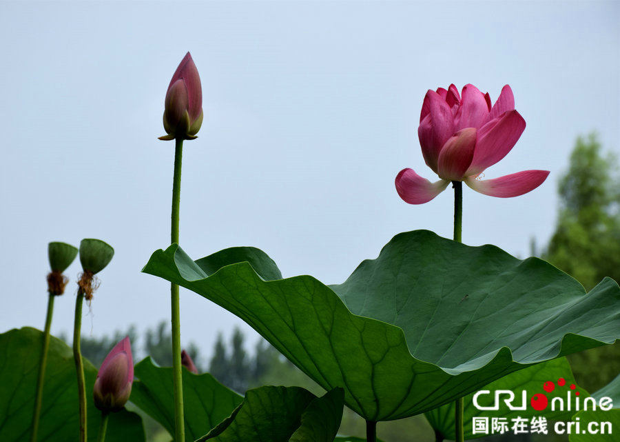 【焦點圖-大圖】【 移動端-焦點圖】【圖説3】河南平頂山：百畝荷花盛開