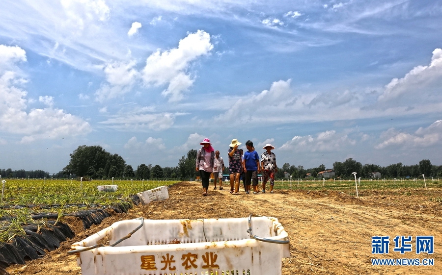 【焦點圖-大圖】【 移動端-焦點圖】【圖説1】【發現故事專題 河南故事】河南民權：小香蔥鋪就脫貧路