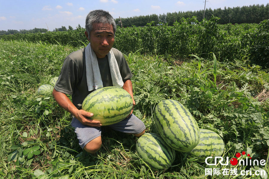 【焦點圖-大圖】【 移動端-焦點圖】【圖説1】鄭州小夥精準扶貧：購十萬斤愛心西瓜免費送