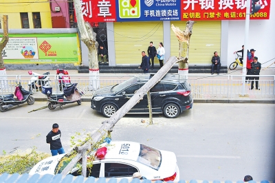 【要聞】鄭州街頭60多年大樹突然倒下 兩輛汽車“遭殃”