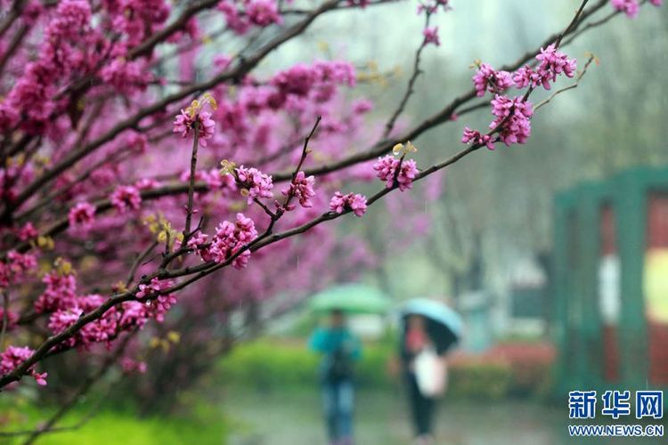 【旅遊資訊】開封：半城春雨半城花