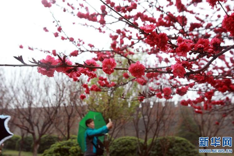 【旅遊資訊】開封：半城春雨半城花