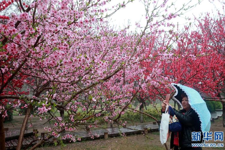 【旅遊資訊】開封：半城春雨半城花