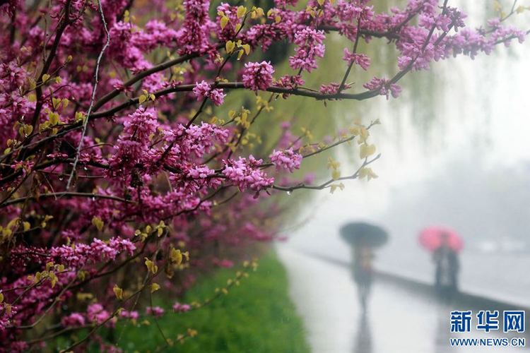 【旅遊資訊】開封：半城春雨半城花