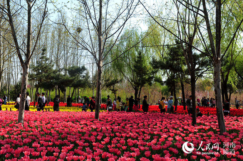 【中原名景2】鄭州綠博園春意盎然 鬱金香花海惹人醉