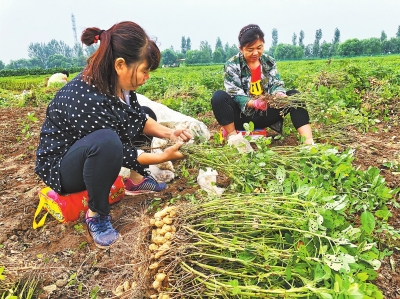 【河南好項目-圖片】【 移動端-焦點圖】農業園繪出豐收畫卷