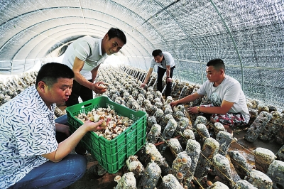 【河南好項目-圖片】【 移動端-焦點圖】小香菇，脫貧大産業