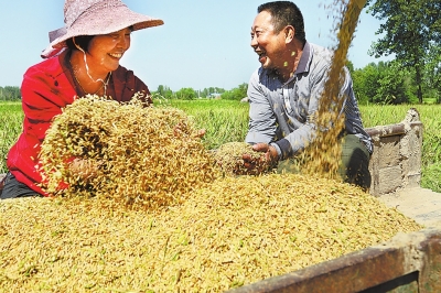 【河南好項目-圖片】【 移動端-焦點圖】金秋時節稻穀飄香