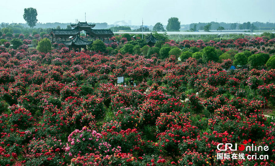 【焦點圖-大圖（頁面標題：南陽月季博覽園入選“國家重點花文化基地”）】【 移動端-焦點圖】 【圖説1】河南南陽月季博覽園入選第二批“國家重點花文化基地”