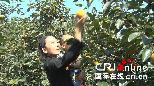 【專題 滾動】河南魯山：碩果飄香 助民增收