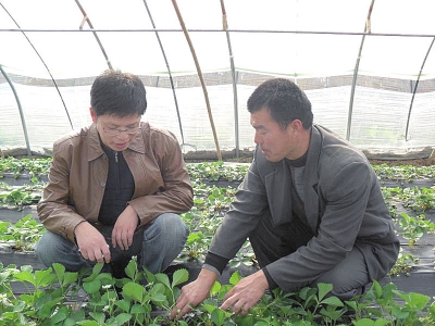 【河南好項目-圖片】【 移動端-焦點圖】小草莓連接脫貧夢