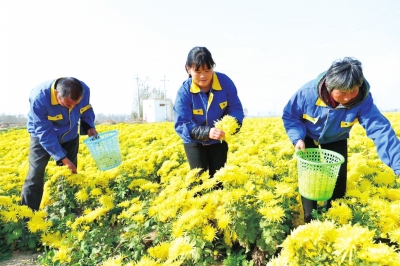 【河南好項目-圖片】【 移動端-焦點圖】以菊為媒，助力脫貧