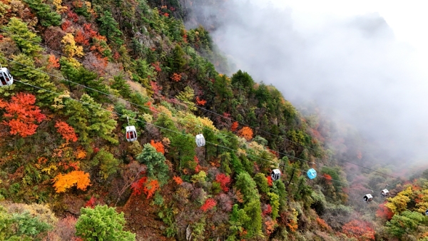 河南南陽老界嶺：紅葉正盛 雲海相伴