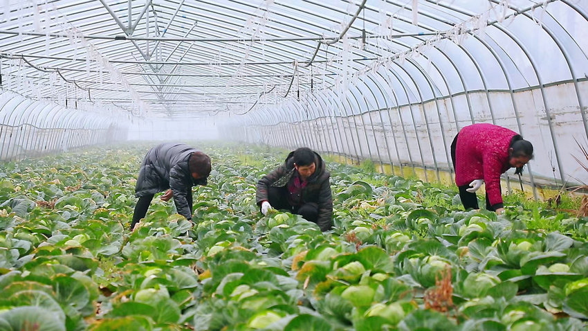 平頂山市葉縣：蔬菜大棚裏種出“幸福密碼”‌_fororder_收穫成熟的甘藍
