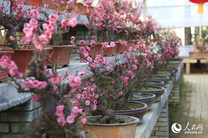 河南鄢陵：二梅花開香九州_fororder_LOCAL1770518597233MAYNRAM2U7