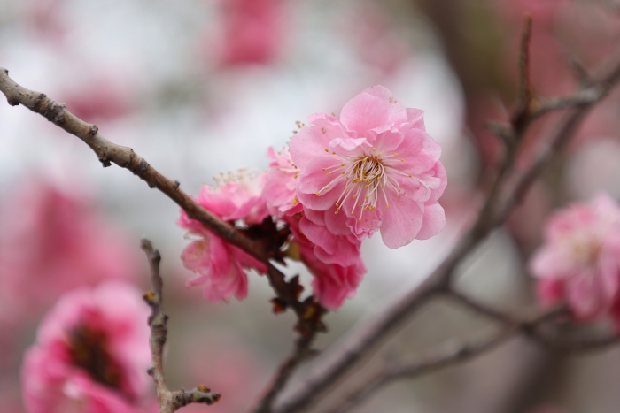 古城春色入畫來_fororder_654234_700x700