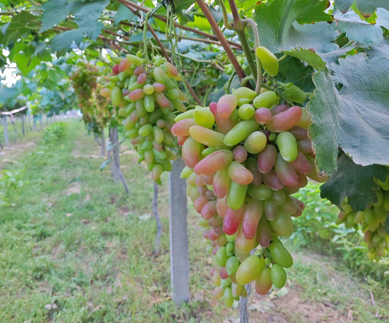 開封杞縣：“小葡萄”串起致富“金豆豆”_fororder_圖片1