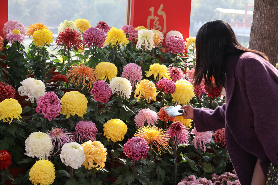 菊香滿城遊客醉_fororder_3