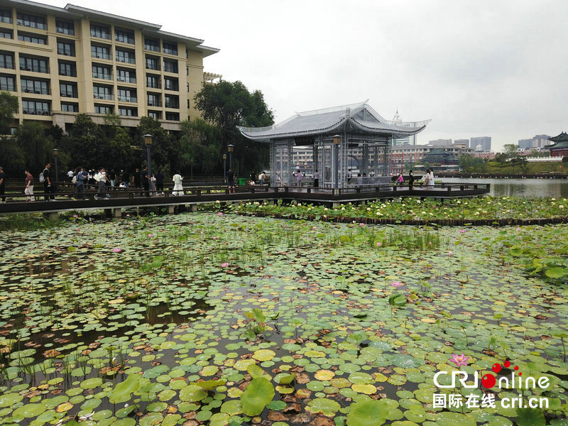 雨後荷風引客來 “汴梁八景”之“金池夜雨”再現開封_fororder_2