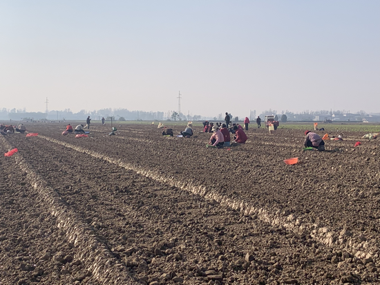 開封杞縣官莊鄉：全力保障秋種 築牢豐收根基_fororder_圖片1