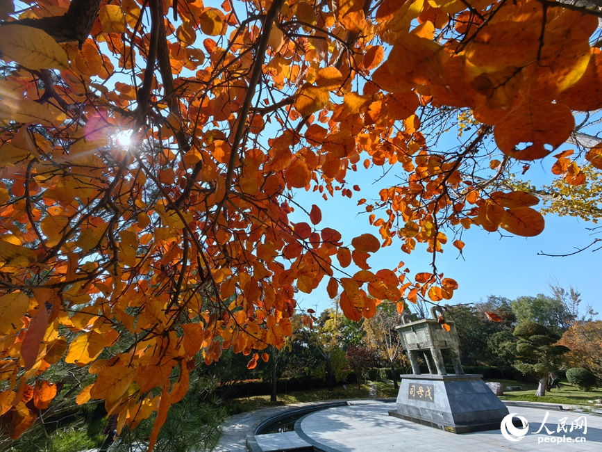 紅黃交織美景 河南鄭州賞秋正當時