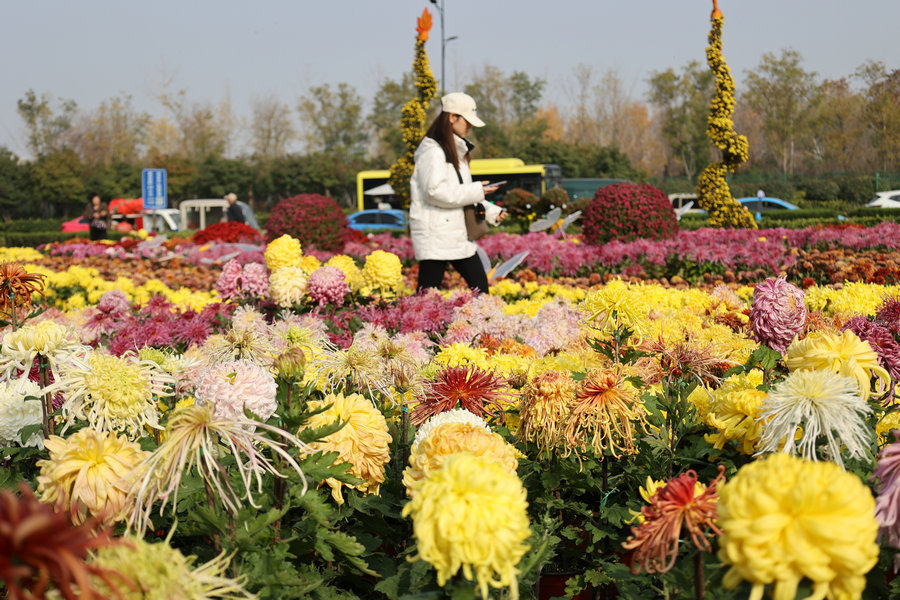 菊香滿城遊客醉_fororder_1