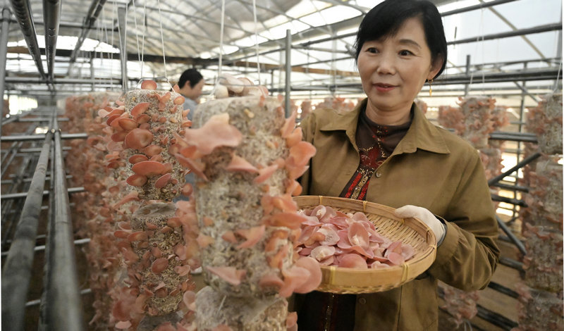 信陽市新縣:小小“粉木耳” 變身“致富花”_fororder_採摘粉木耳(焦漢平 攝)